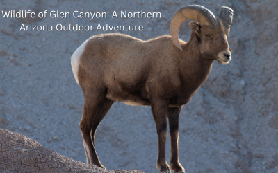 Wildlife of Glen Canyon: A Northern Arizona Outdoor Adventure